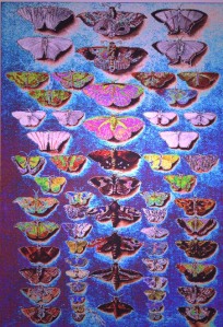 moths by A.Ashman